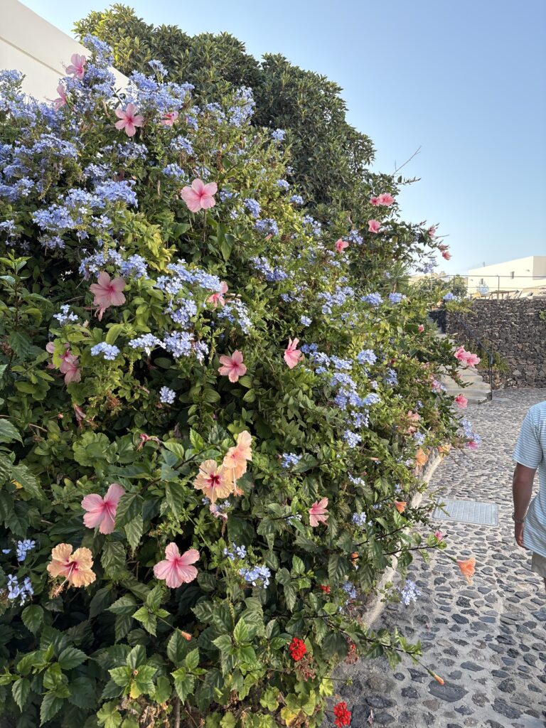 When To Garden
What To Grow In A Garden
Garden In Planters
Easy Veggie Garden Ideas
Raised Garden Bed For Beginners
How To Organize Your Garden
Garden Planning For Beginners
First Garden Ideas
Best Plants For Garden