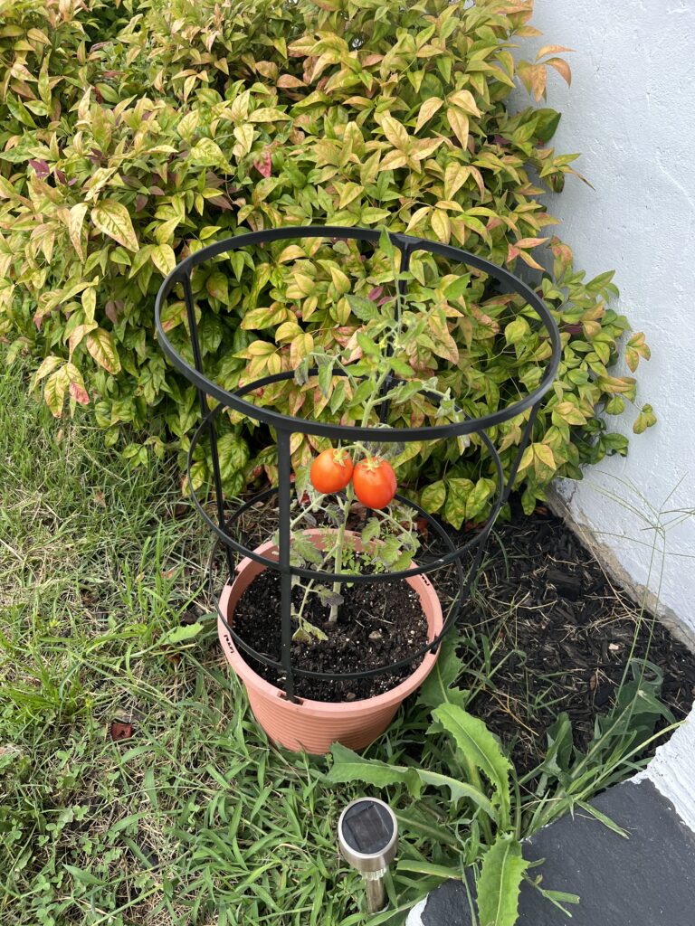 When To Garden
What To Grow In A Garden
Garden In Planters
Easy Veggie Garden Ideas
Raised Garden Bed For Beginners
How To Organize Your Garden
Garden Planning For Beginners
First Garden Ideas
Best Plants For Garden